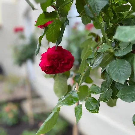 Hofquartier Schwerin (Mecklenburg-Vorpommern)